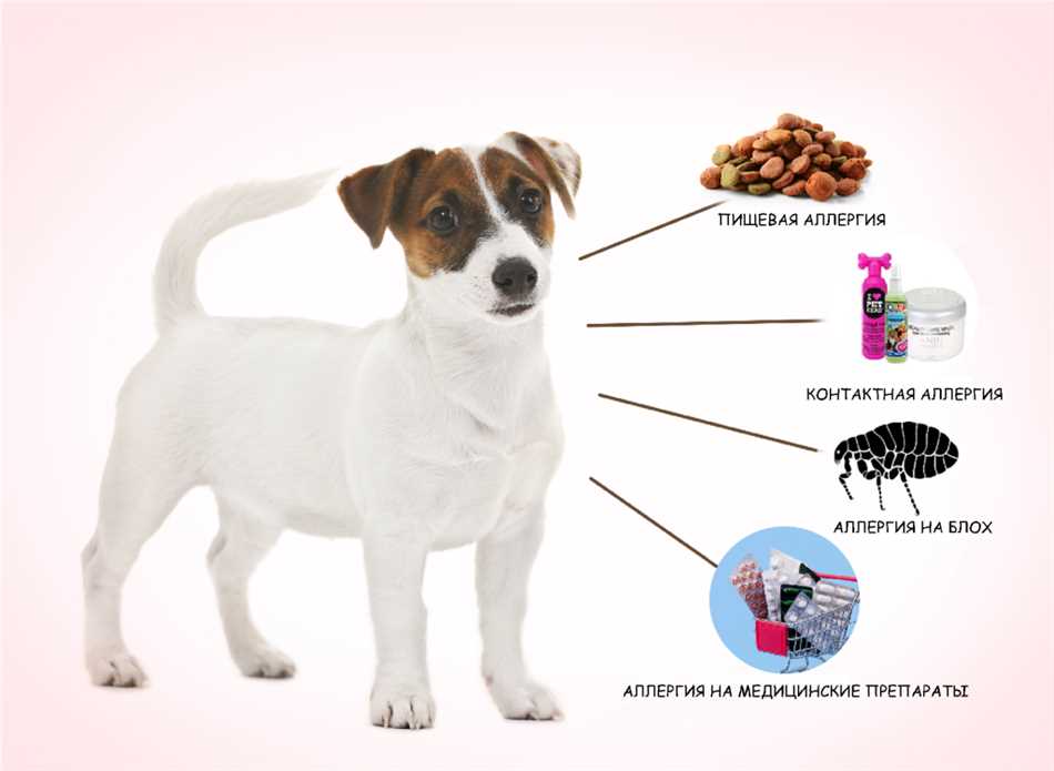 Причины возникновения аллергии у собак на рис