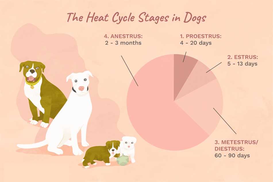 Течка и возможность зачатия у сук