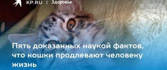 Может ли кошка проклянуть человека?