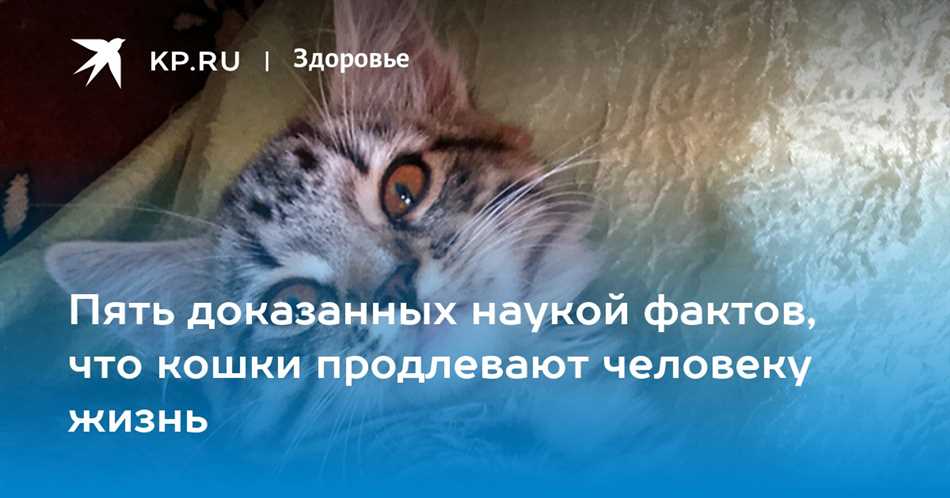 Может ли кошка проклянуть человека?