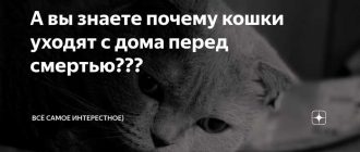 Может ли кошка умереть от тоски по хозяину?