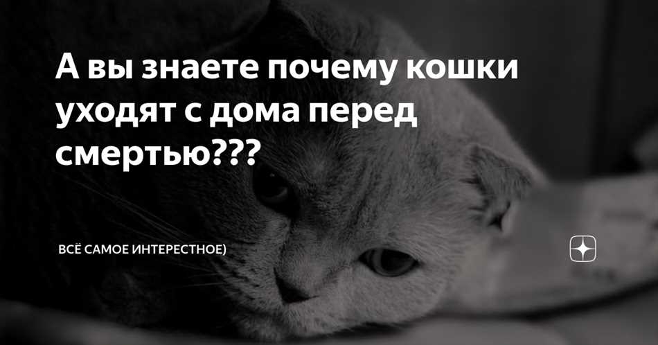 Может ли кошка умереть от тоски по хозяину?