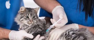 Может ли кошка умереть после стерилизации?