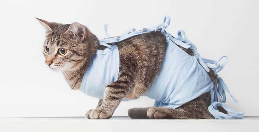 Процедура стерилизации: что происходит с кошкой