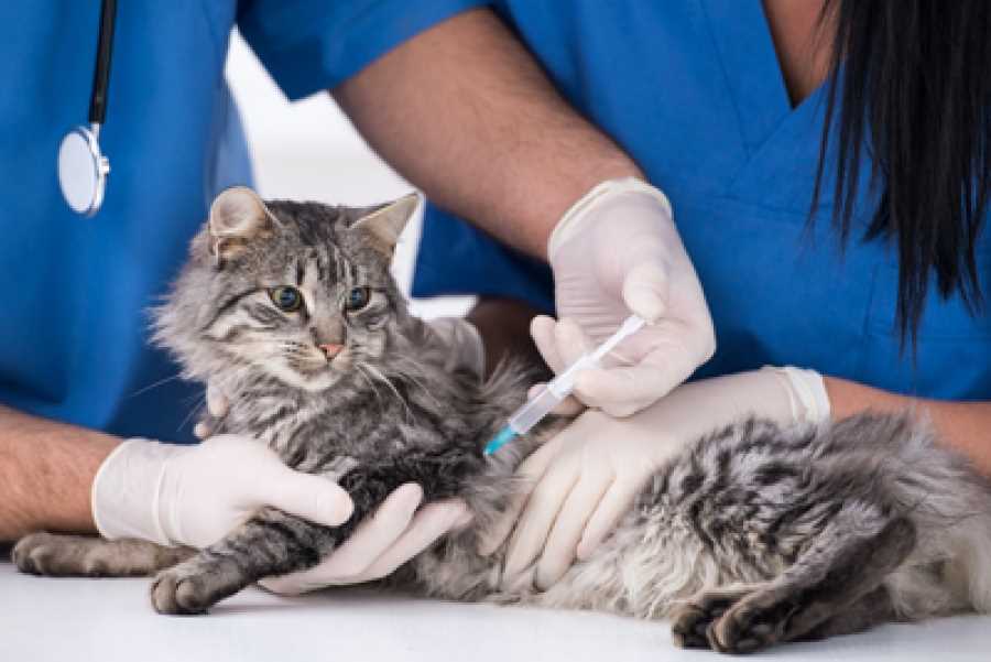 Может ли кошка умереть после стерилизации?