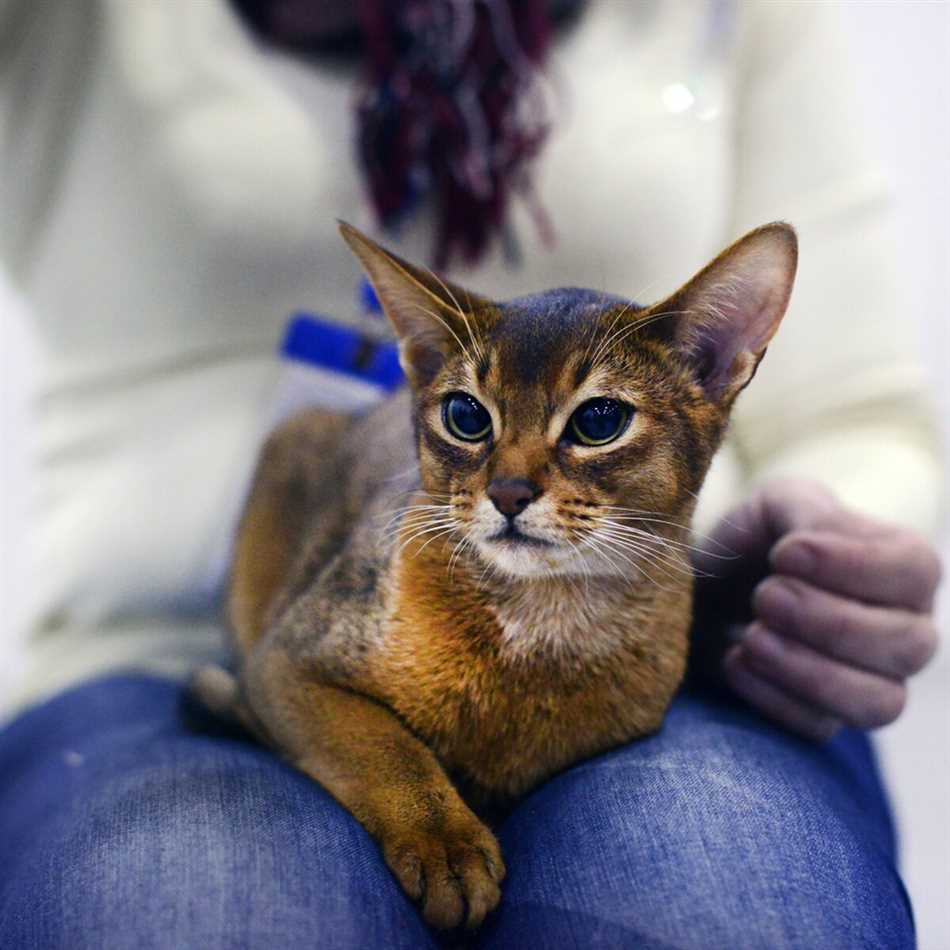 Влияние кошек на энергетическую атмосферу дома