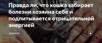 Может ли кошка забирать энергию у человека?