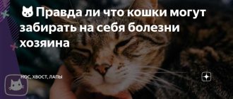 Может ли кошка забрать болезнь человека на себя?