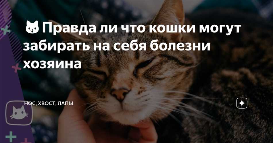 Может ли кошка забрать болезнь человека на себя?