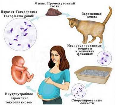 Может ли кошка заразиться от человека?