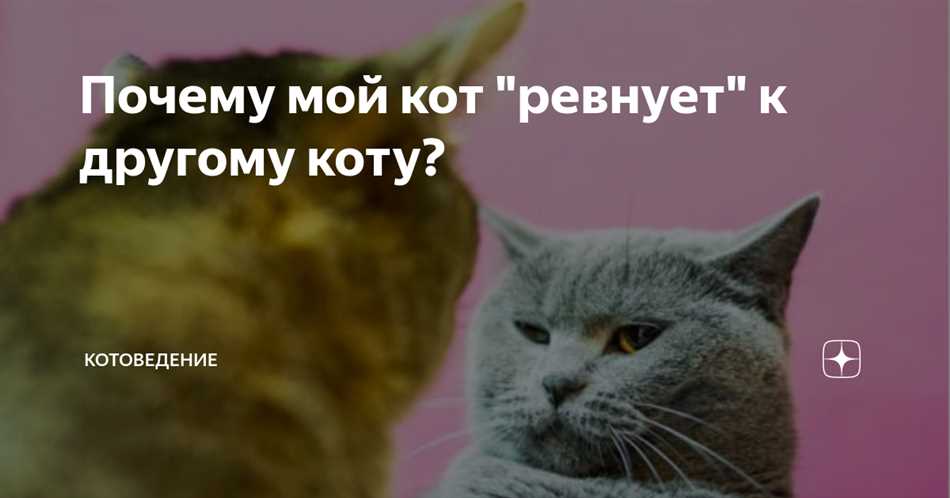 Может ли кот ревновать к другому коту?