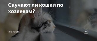 Может ли кот скучать по предыдущим хозяевам?