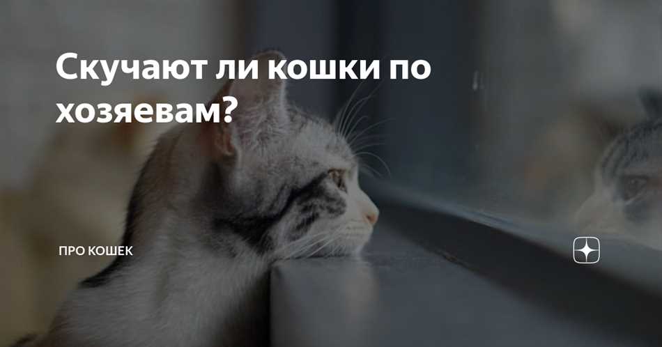 Может ли кот скучать по предыдущим хозяевам?