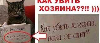 Может ли кот убить хозяина?