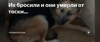 Может ли кот умереть от тоски?