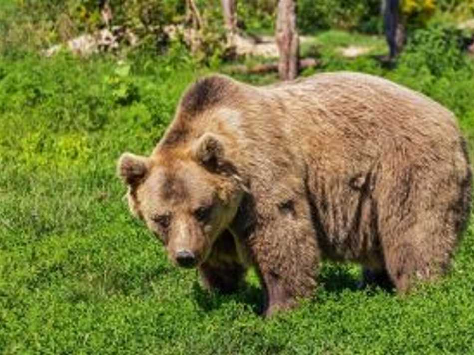 Влияние условий и ситуации на возможность медведя догнать человека