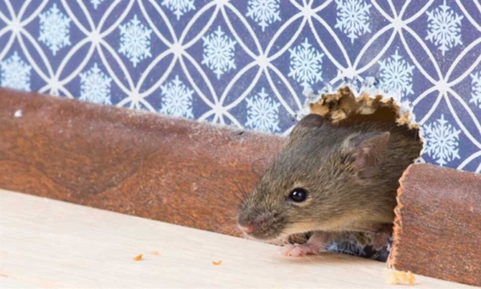 Может ли мышь прогрызть пластик?
