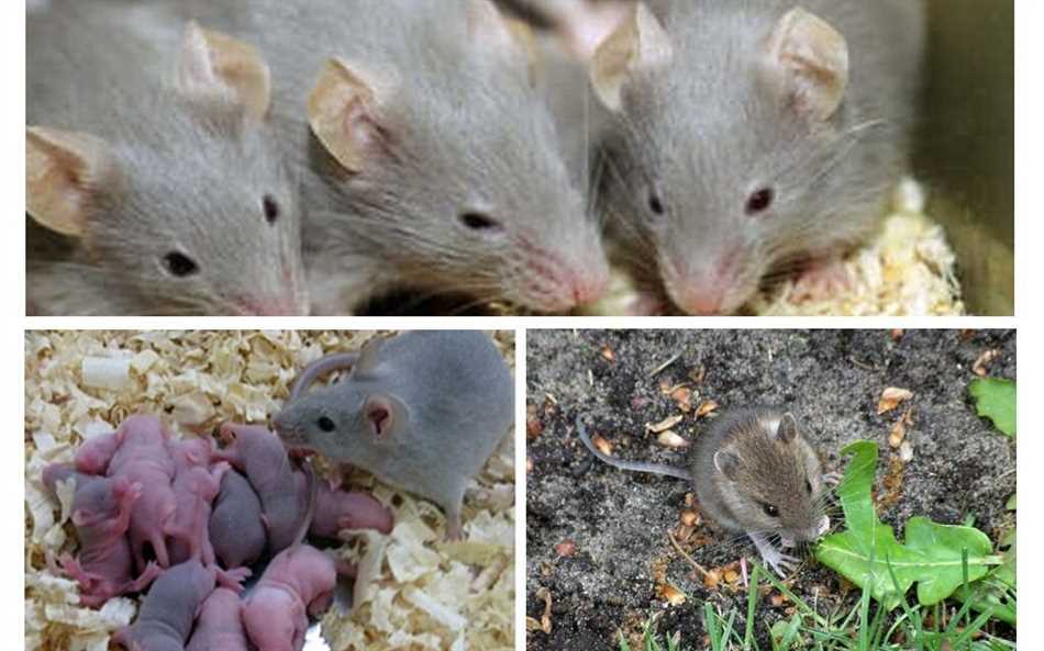 Возможные способы предотвращения попадания мышей в клей