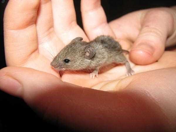 Негативные последствия для мышей, попавших в клеевое вещество