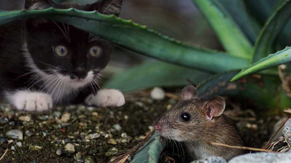 Может ли мышка умереть в клеевом?