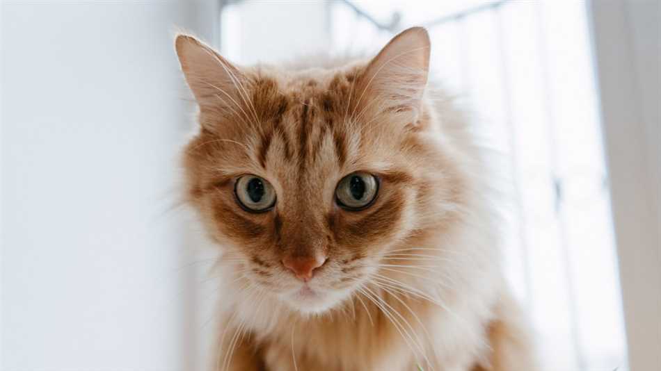 Как различить аллергию на кошек от других видов аллергических реакций?
