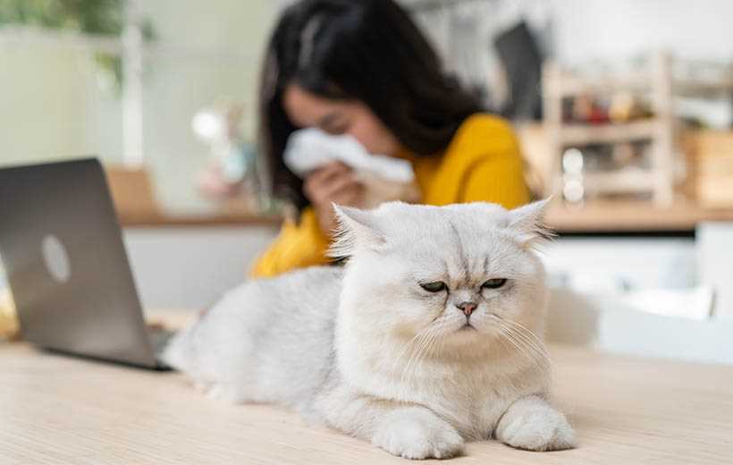 Причины возникновения аллергии на кошек