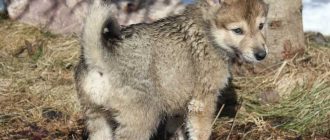 Возможно ли появление гибрида собаки и волка? Споры и факты