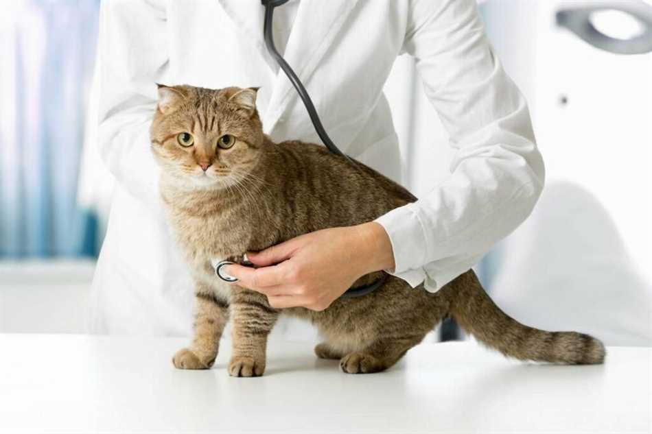 Почему возникает аллергия на кошек?