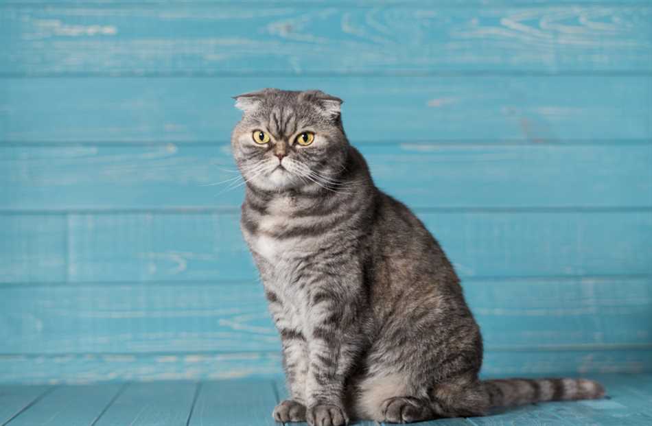 Может ли шотландская кошка жить на улице?