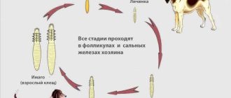 Собака как лекарь: польза для здоровья и эмоциональное благополучие хозяина