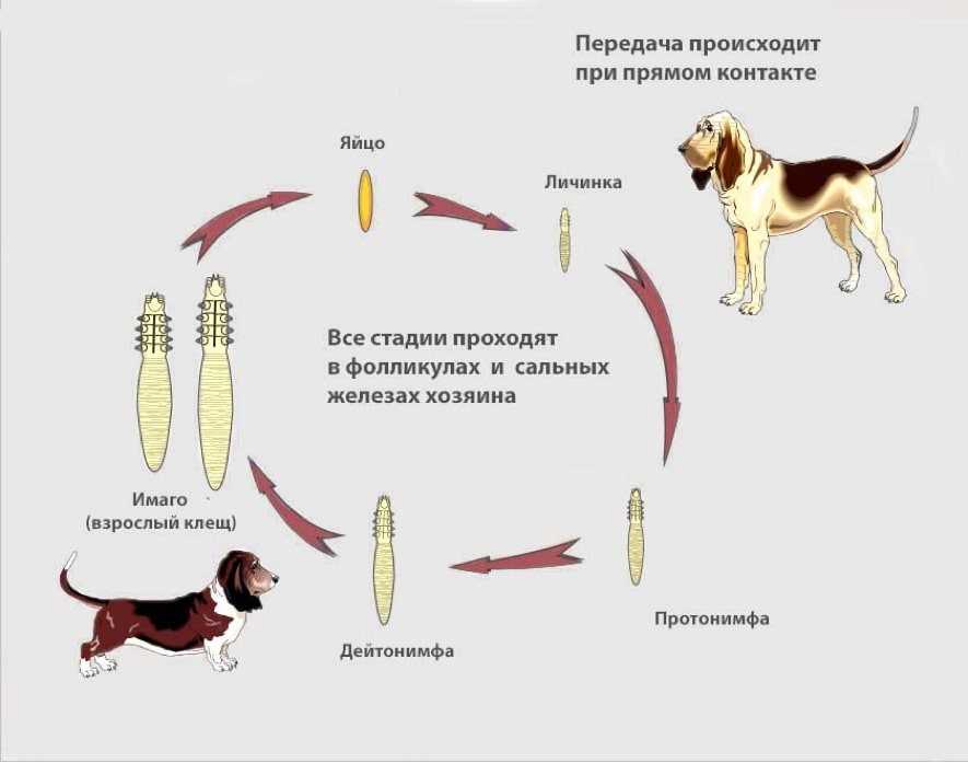 Может ли собака лечить хозяина?