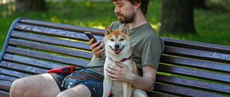 Влияет ли температура на здоровье собаки? В чем может быть опасность?