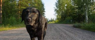 Как собака может вернуться домой издалека: советы и рекомендации
