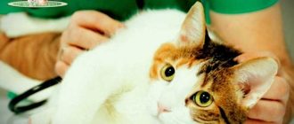 Может ли стерилизованная кошка стать агрессивной?