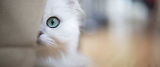 Может ли у кошки измениться цвет шерсти с возрастом?