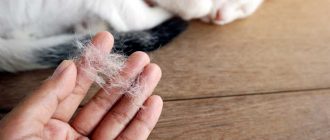 Может ли у котов быть аллергия на котов?