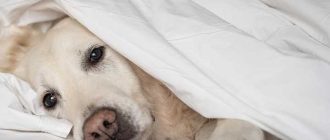 Может ли у собаки в жару быть теплый нос?