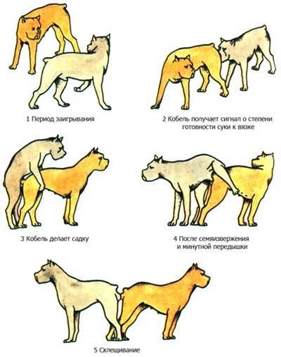 Может ли собака в одну течку забеременеть от двух кобелей?
