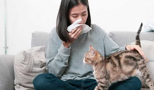 Можно ли аллергику завести бурму?