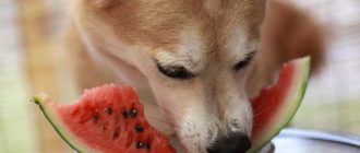 Можно ли арбуз собаке чихуахуа?
