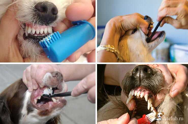 Что такое сода и как она может помочь при чистке зубов собаки?