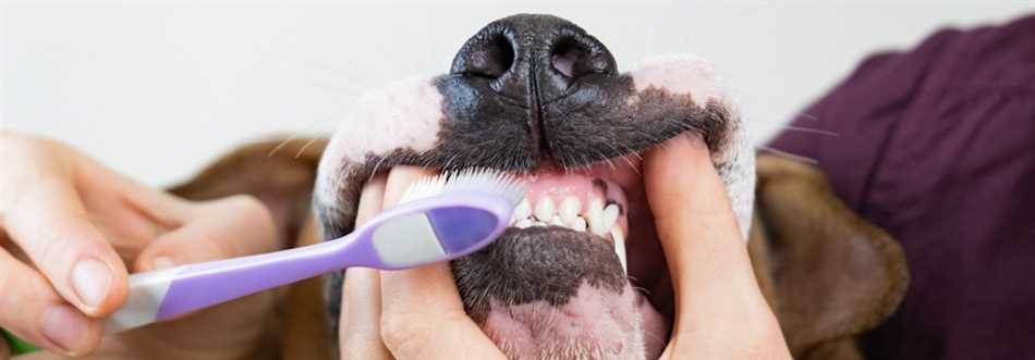 Можно ли чистить зубы собаке содой?