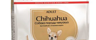 Можно ли чихуахуа мороженое?