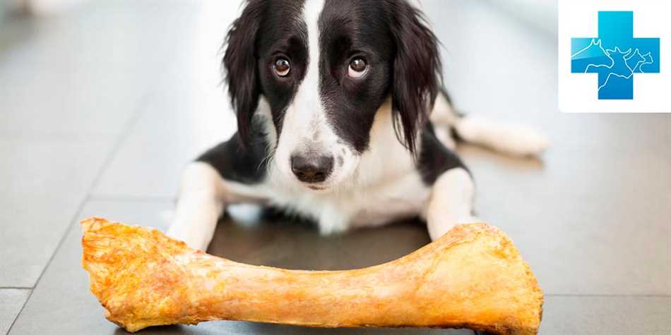 Полезность говяжьей кости для здоровья щенка