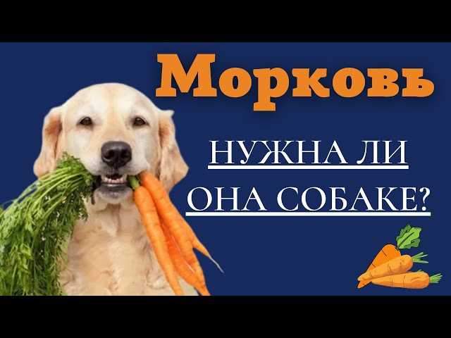 Можно ли давать собакам морковь?