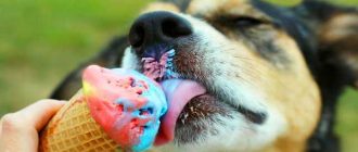 Можно ли давать собакам мороженое?