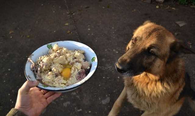 Можно ли давать собаке гречку с мясом?