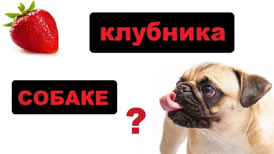 Можно ли давать собаке клубнику свежую?