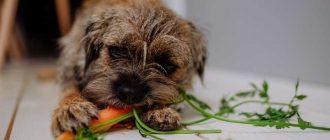 Можно ли давать собаке сырую морковь?