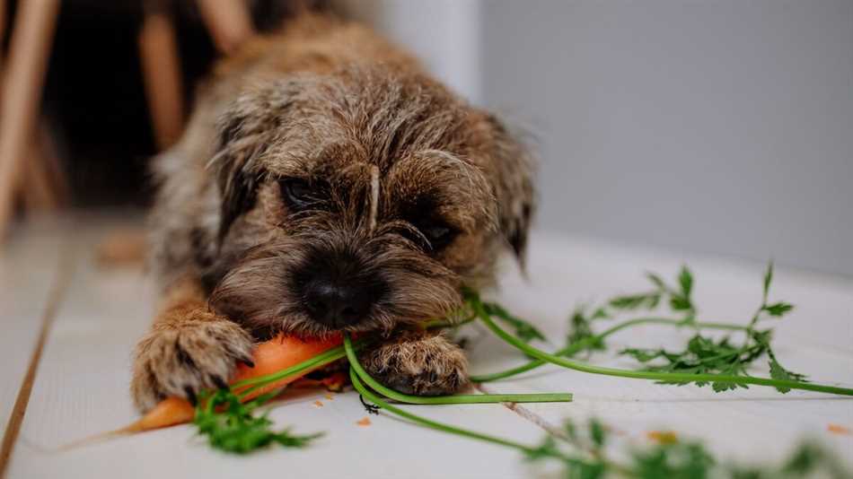 Можно ли давать собаке сырую морковь?